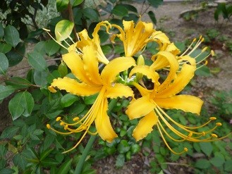 f:id:cangael:20140924142807j:image:left