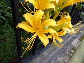 f:id:cangael:20140924142829j:image:right