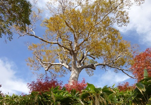 f:id:cangael:20141004103734j:image