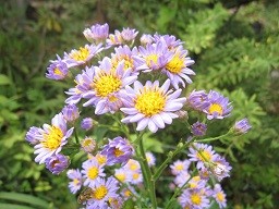 f:id:cangael:20141004132826j:image:right f:id:cangael:20141004132826j:image:right