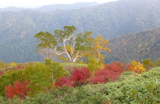 f:id:cangael:20141004151455j:image