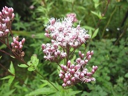 f:id:cangael:20141005150736j:image:right f:id:cangael:20141005150736j:image:right