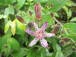 f:id:cangael:20141005151014j:image:right f:id:cangael:20141005151014j:image:right