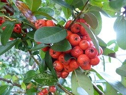 f:id:cangael:20141026160817j:image:left f:id:cangael:20141026160817j:image:left