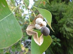 f:id:cangael:20141026161056j:image:right f:id:cangael:20141026161056j:image:right