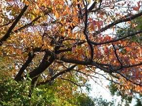 f:id:cangael:20141114151728j:image