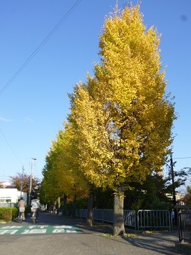 f:id:cangael:20141114151923j:image:left