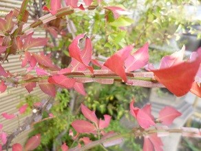 f:id:cangael:20141120135025j:image:left