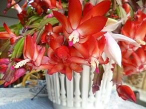 f:id:cangael:20141121121019j:image:right