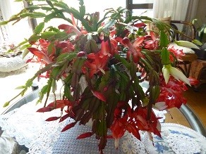 f:id:cangael:20141121131935j:image:right