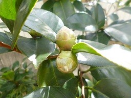 f:id:cangael:20150128135213j:image:right