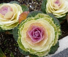 f:id:cangael:20150129143329j:image:right