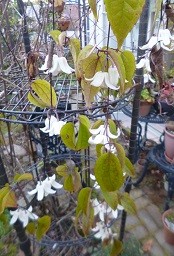 f:id:cangael:20150204165347j:image:right