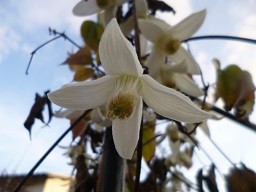 f:id:cangael:20150204165430j:image:left