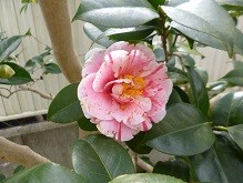 f:id:cangael:20150224130115j:image:right