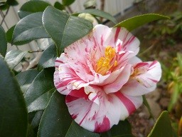 f:id:cangael:20150224130125j:image:left