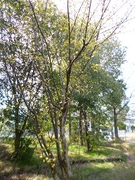 f:id:cangael:20150321145613j:image