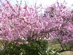 f:id:cangael:20150321145838j:image