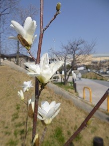f:id:cangael:20150321150245j:image:left