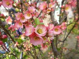 f:id:cangael:20150321160610j:image