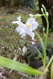 f:id:cangael:20150411135842j:image:right f:id:cangael:20150411135842j:image:right