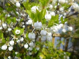 f:id:cangael:20150417134842j:image