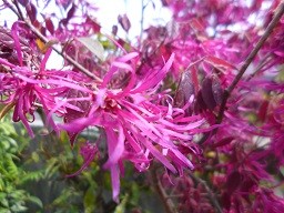 f:id:cangael:20150417134916j:image