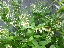 f:id:cangael:20150417135103j:image