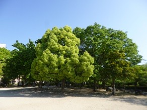 f:id:cangael:20150501082604j:image:right