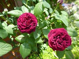 f:id:cangael:20150501123128j:image:right