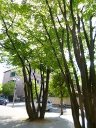 f:id:cangael:20150502153636j:image:right