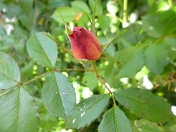 f:id:cangael:20150502154643j:image:right