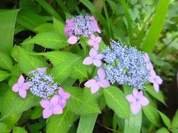 f:id:cangael:20150530063448j:image:right f:id:cangael:20150530063448j:image:right