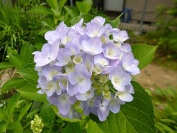 f:id:cangael:20150607143206j:image:left