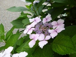 f:id:cangael:20150607143836j:image:right