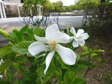 f:id:cangael:20150614210141j:image:right