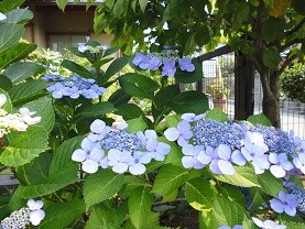 f:id:cangael:20150614210631j:image:left