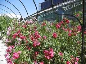 f:id:cangael:20150623185720j:image f:id:cangael:20150623185720j:image
