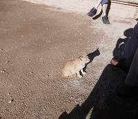 f:id:cangael:20150626161553j:image