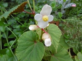 f:id:cangael:20150728091454j:image