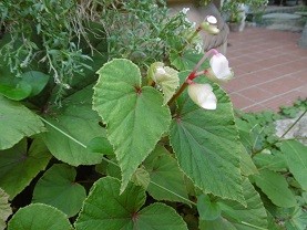 f:id:cangael:20150728091459j:image