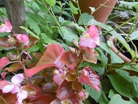 f:id:cangael:20150728091620j:image