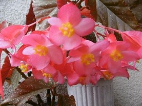 f:id:cangael:20150728092041j:image