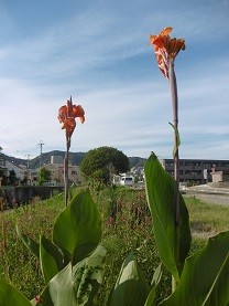 f:id:cangael:20150805170227j:image:right