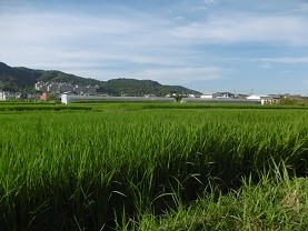 f:id:cangael:20150805170710j:image:right