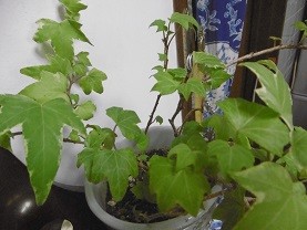 f:id:cangael:20150810115048j:image:right