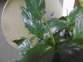 f:id:cangael:20150810115113j:image:right