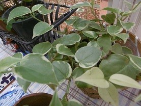 f:id:cangael:20150810115238j:image:right