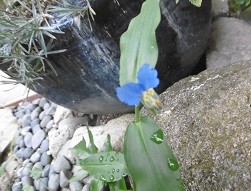 f:id:cangael:20150813082039j:image:left f:id:cangael:20150813082039j:image:left