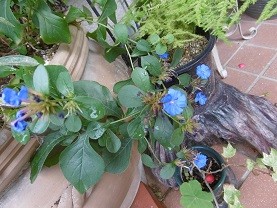 f:id:cangael:20150910150324j:image:right